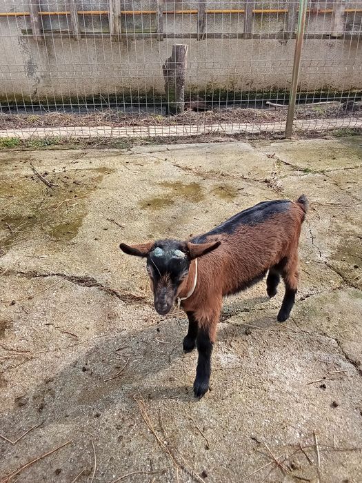 Vand ieduț alpin  francez