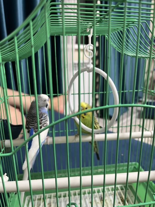 Продам попугаи звоните есть торг