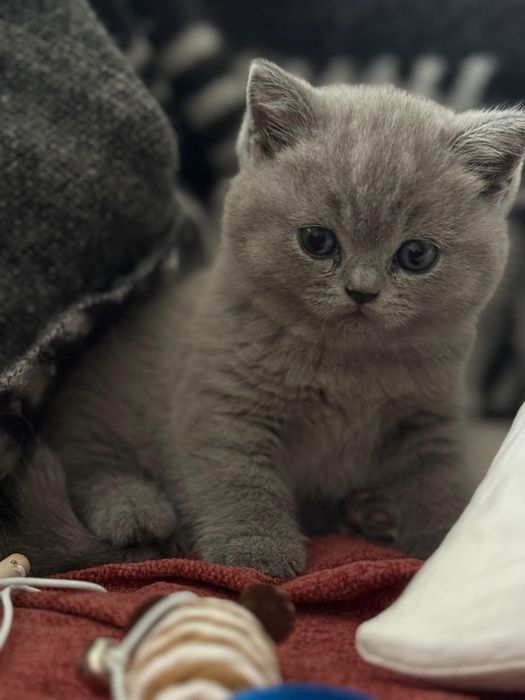 Британские котята голубого окраса