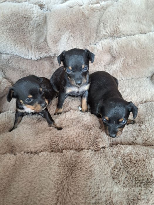 Продам мини той терьера