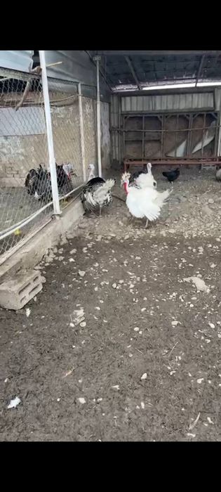 Яйцо индюка инкубационые