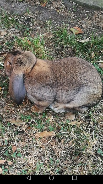 Iepuri berbec german