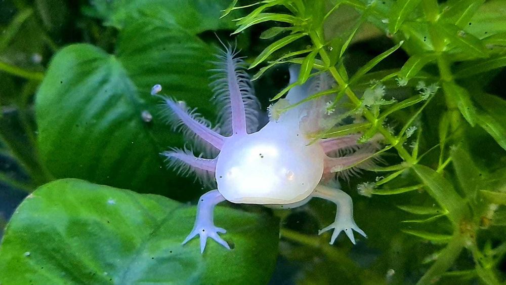 Vând pui AXOLOTL Albino – Salamandră Mexicană