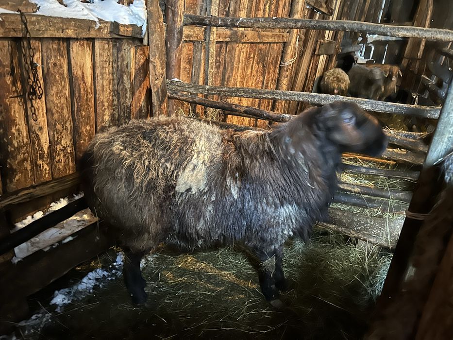 Продам барана на племя