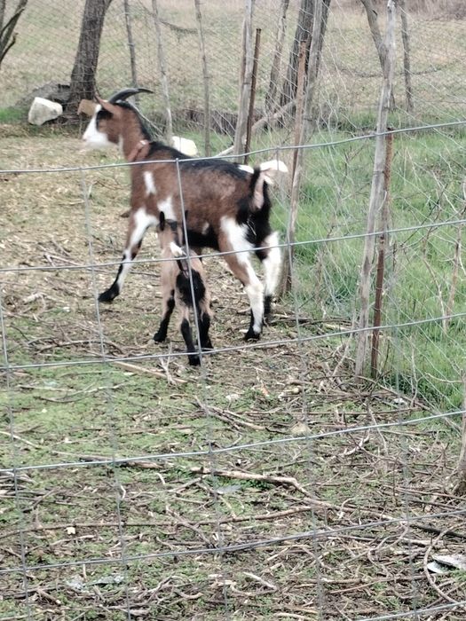 Se vinde o capră cu ieduță l-a primit fătare și un Țap Alpin Francez