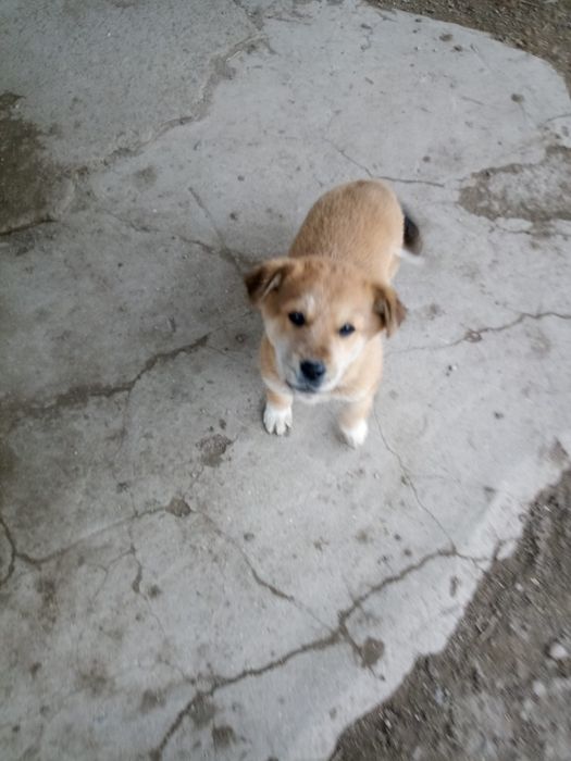 Красотку в добрые руки