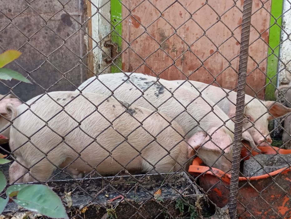 продаются поросята