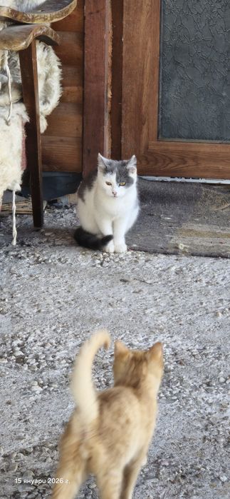 Котенца търсят дом