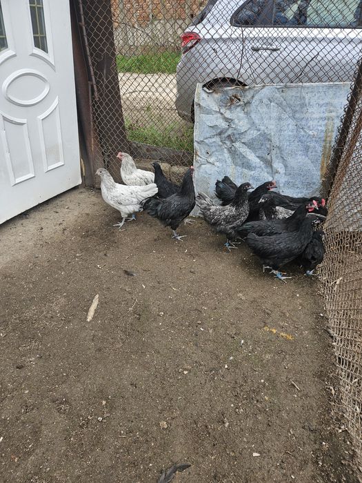 Австралорп-кокошки и пилета