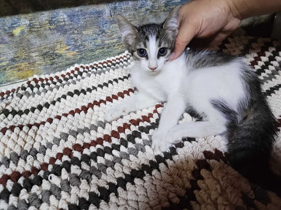 Pui pisica adoptie