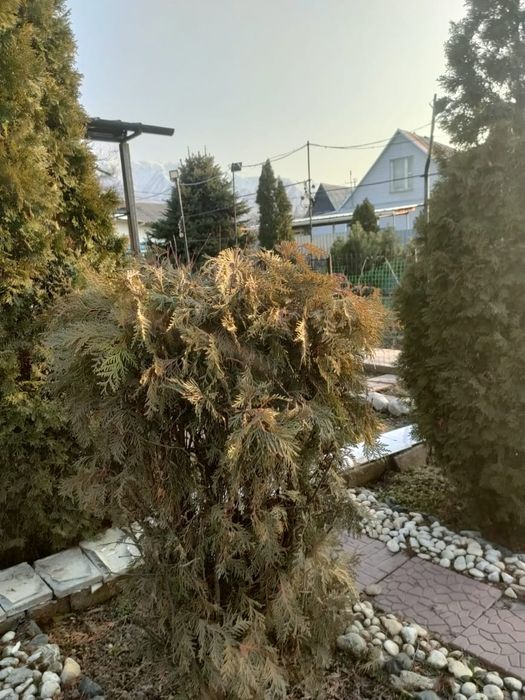 Туя горный Смарагд европейский.