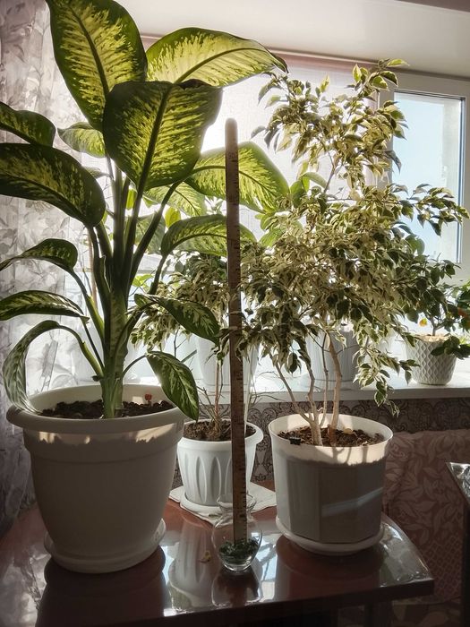 продам большие комнатные растения