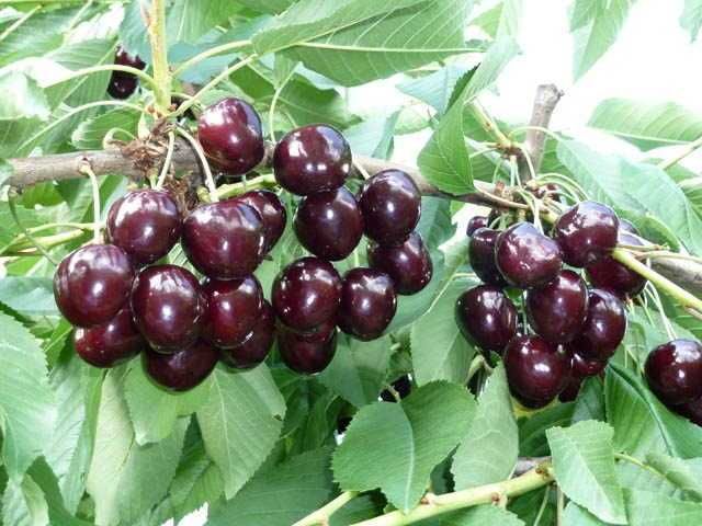 Продава се Къща в Кюстендил, Румена войвода - 88 кв.м за 208 €/кв.м - Снимка #5