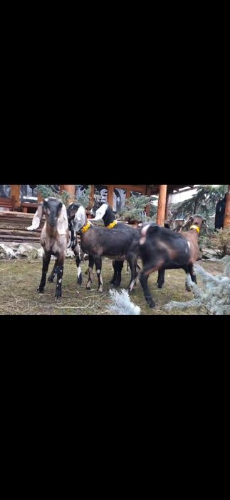 Vând 5iede si 2tapi Anglo Nubian