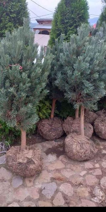 Plante decorative pt curte