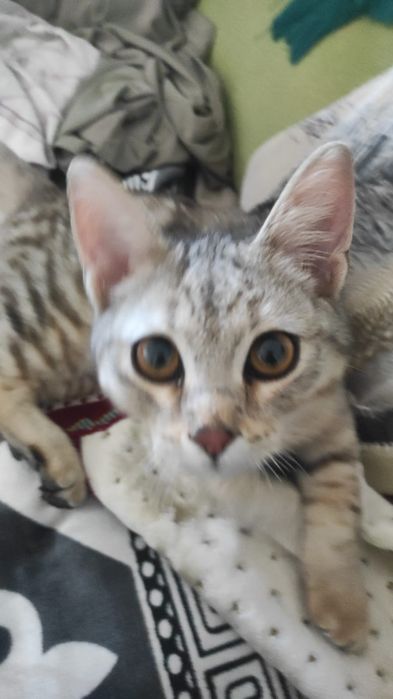 Отдам котика в добрые руки