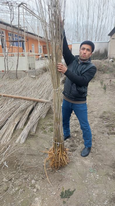 Тут Терак бор. Terak va Tut ko'chatlari sotiladi.