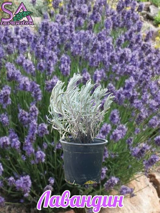 Лавандула и Българска Маслодайна Роза-саксии
