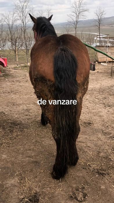 Manza  murga de 2 ani