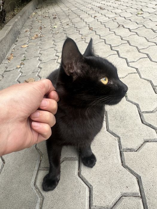 Отдам котенка взрослого