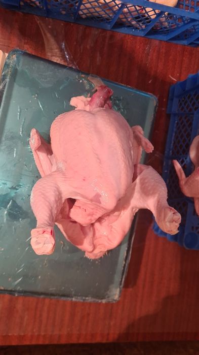 Куры бройлер мясные