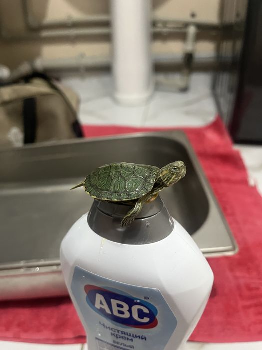 Черепаха водиная