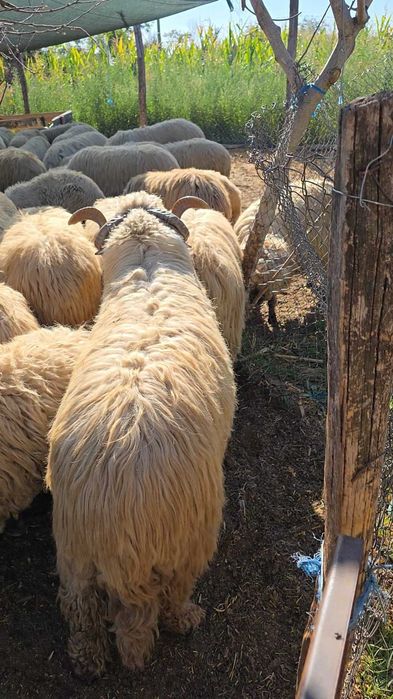 Mior  bucălău disponibil