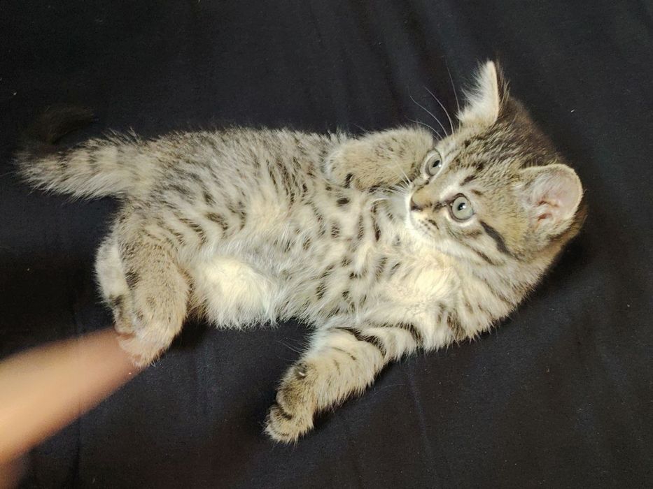 Aka-Uka Mushukchalar