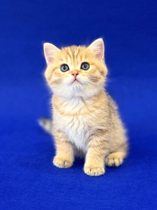 Британский Золотой мальчик