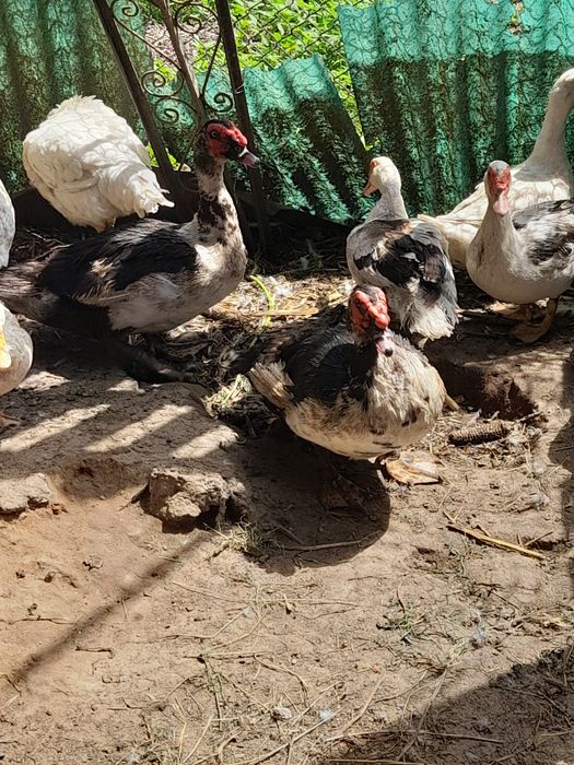 Ratoi muți de vanzare