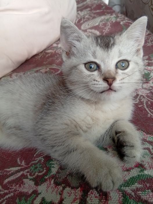 Отдам британских котят в добрые руки
