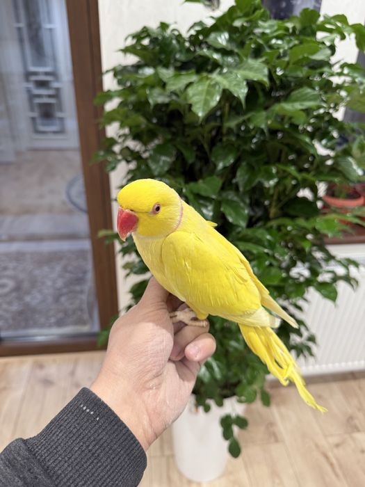 Продаю одереловый попугай