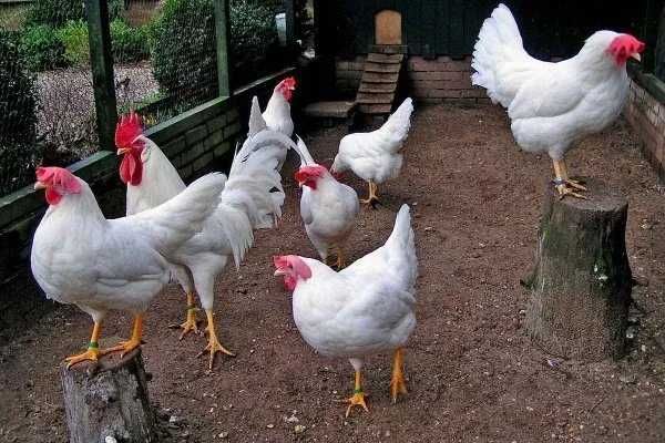 Куры несушки р-онПивзавод