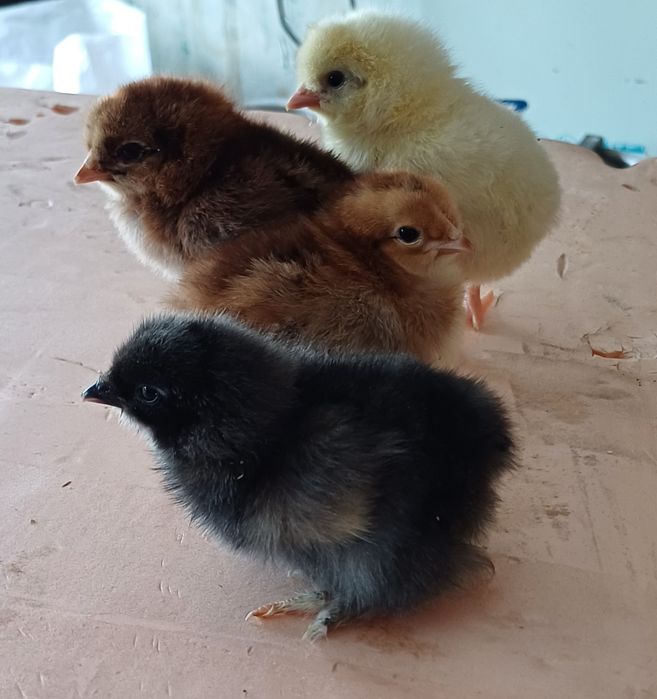 Продам цыплят несушки