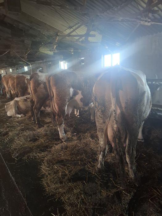 Vaci    cu      lapte