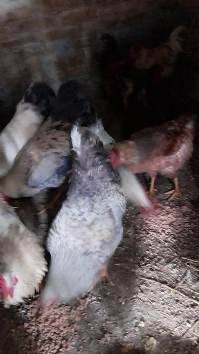 Mai am 3 cocosi pt Supa crescuti liberii bio