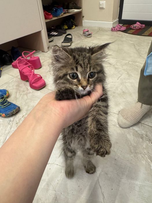 Котенок метис мейнкун