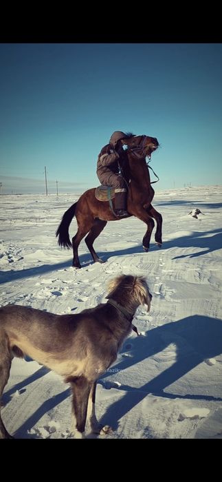 Байтал 2 жасар ұрғашы