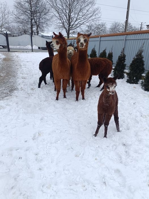 Alpaca femele și masculi