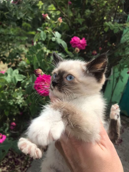 Отдам котят в добрые руки