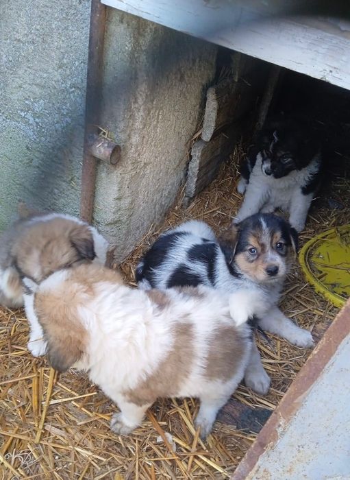 Spre adopție: 4 căței adorabili își caută o familie!