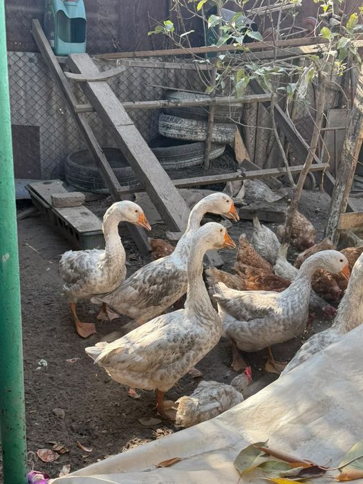 продам гусей домашних