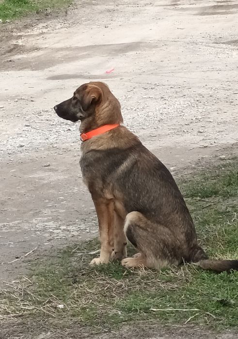 Подарява се Бруно