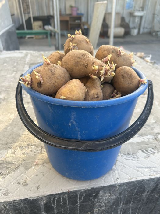 Продам картофель семенной