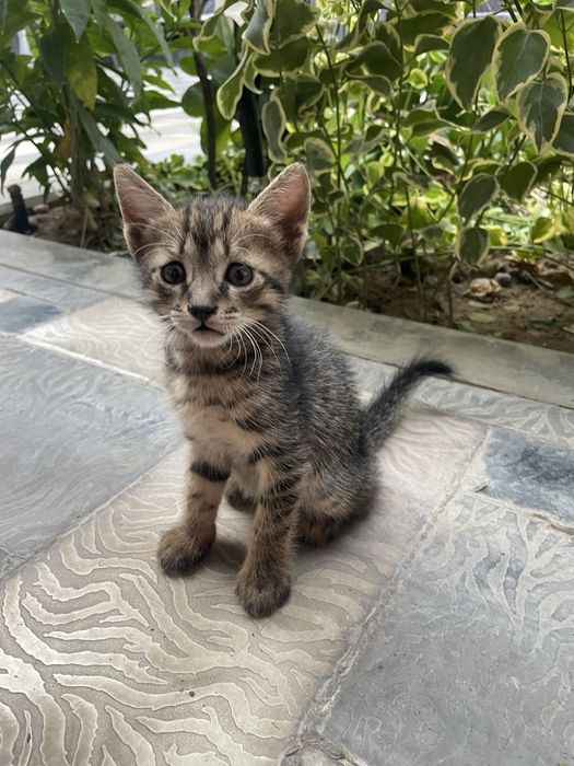 Котята в добрые руки беспла