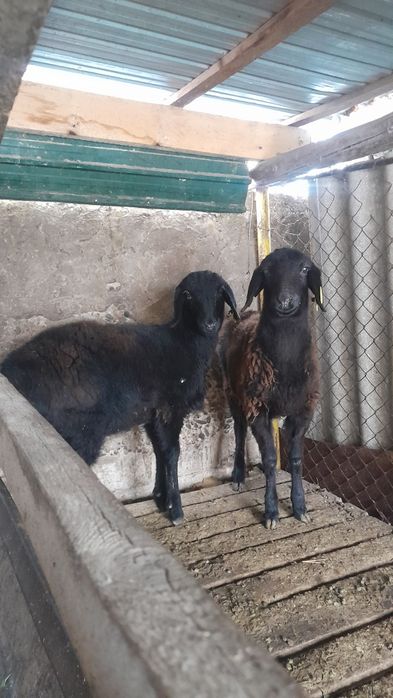 Ұрғашы тоқтылар сатылады