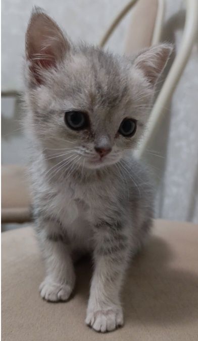 Котята  1,5 месяца недорого