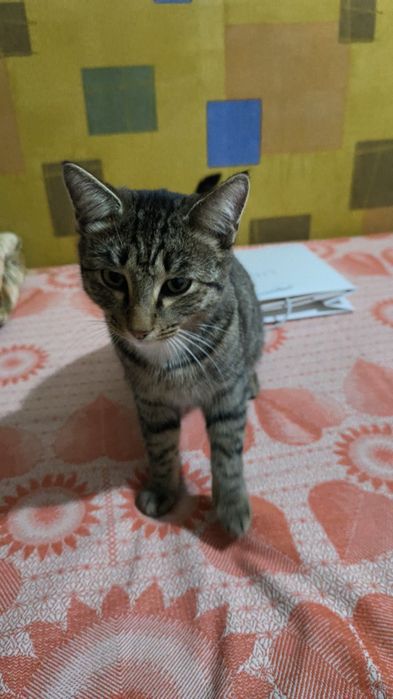 Кому нужен кот хороший спокойный ласковый
