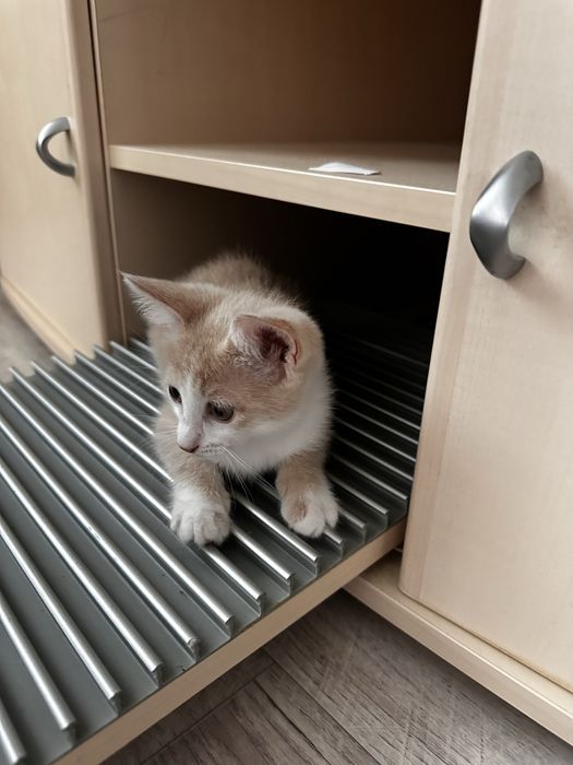 Отдам даром котенка