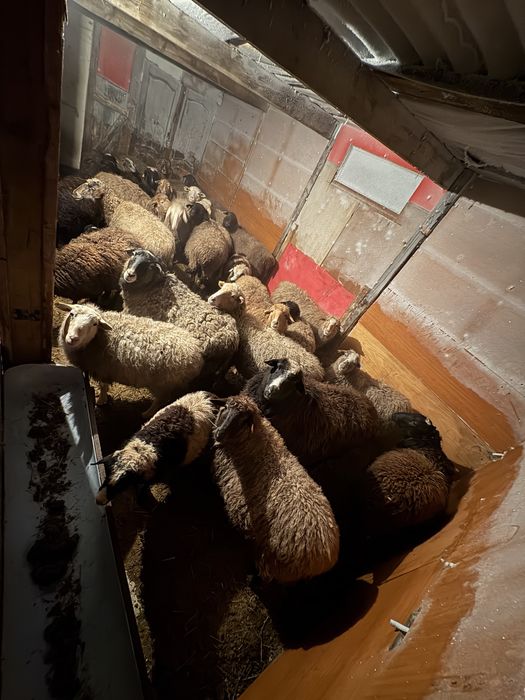 бараны кой сатылымда